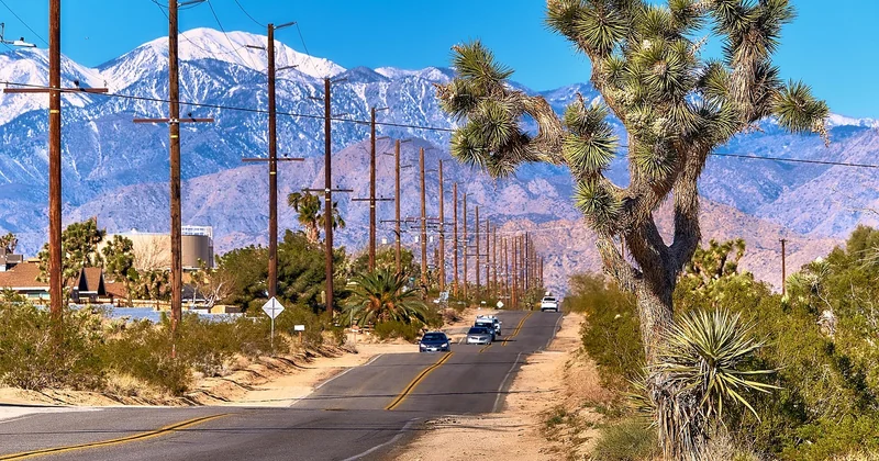 Yucca-Palme winterhart kaufen: worauf Sie im Laden achten sollten