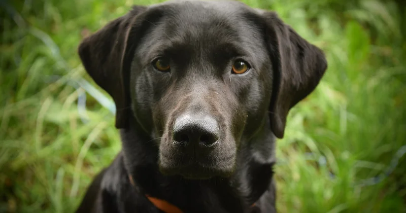 Wie viele Walnüsse darf ein Hund essen?