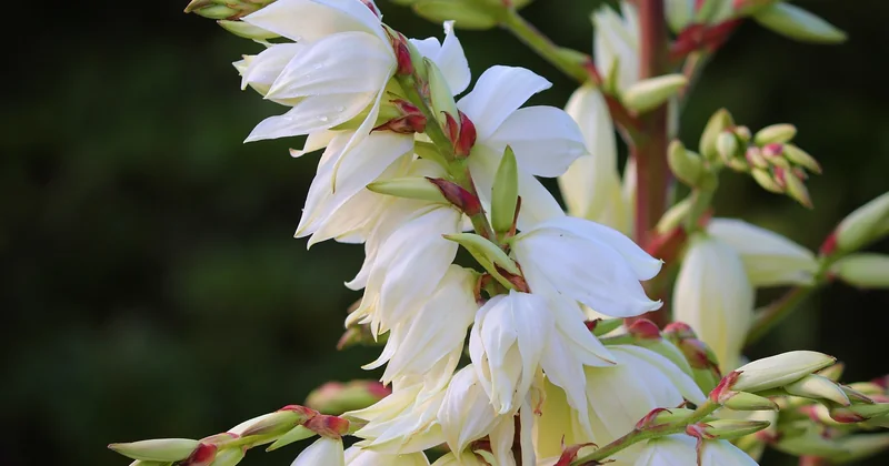 Yucca-Palme winterhart Standort: die Faktoren, die wirklich zählen