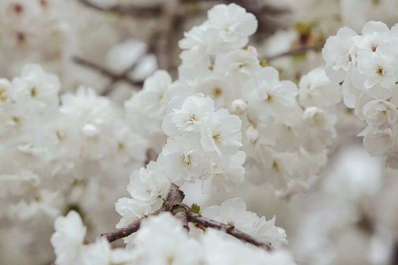 Wann blüht die Linde? Der ultimative Blühkalender für Bienen