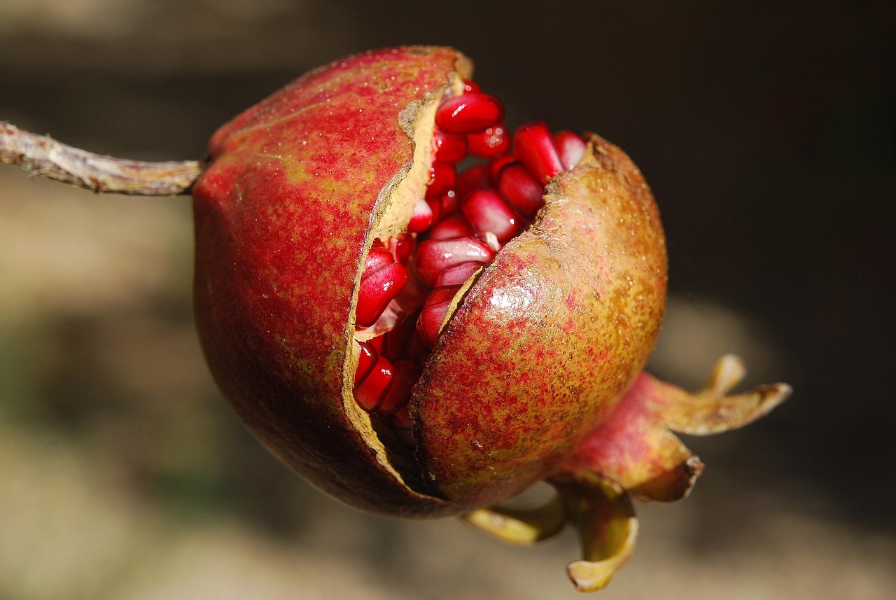 entdecken sie die welt der superfoods: erfahren sie, welche lebensmittel besonders nährstoffreich sind, wie sie ihre gesundheit unterstützen können und wie sie superfoods einfach in ihren alltag integrieren.